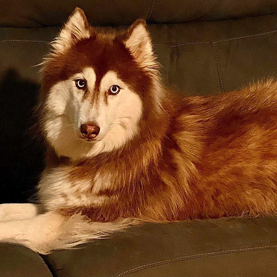 Luna joined the competition — help win amazing prizes! animal, autumn, brown, companion, couch, cozy, cute, decor, dog, domestic, fur, household, husky, indoor, laying_down, pet, portrait, pumpkin, relaxing, white