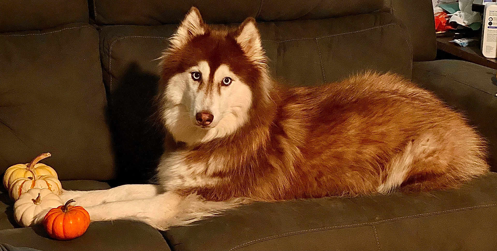 Luna joined the competition — help win amazing prizes! dog, husky, couch, pumpkin, autumn, pet, indoor, animal, fur, brown, white, laying_down, decor, cozy, household, domestic, portrait, cute, companion, relaxing