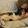 kitten, calico, cat, feline, cute, pet, animal, soft, blanket, couch, teddy_bear, heart_pillow, relaxed, cozy, indoor, fur, small, resting, adorable, sleepy