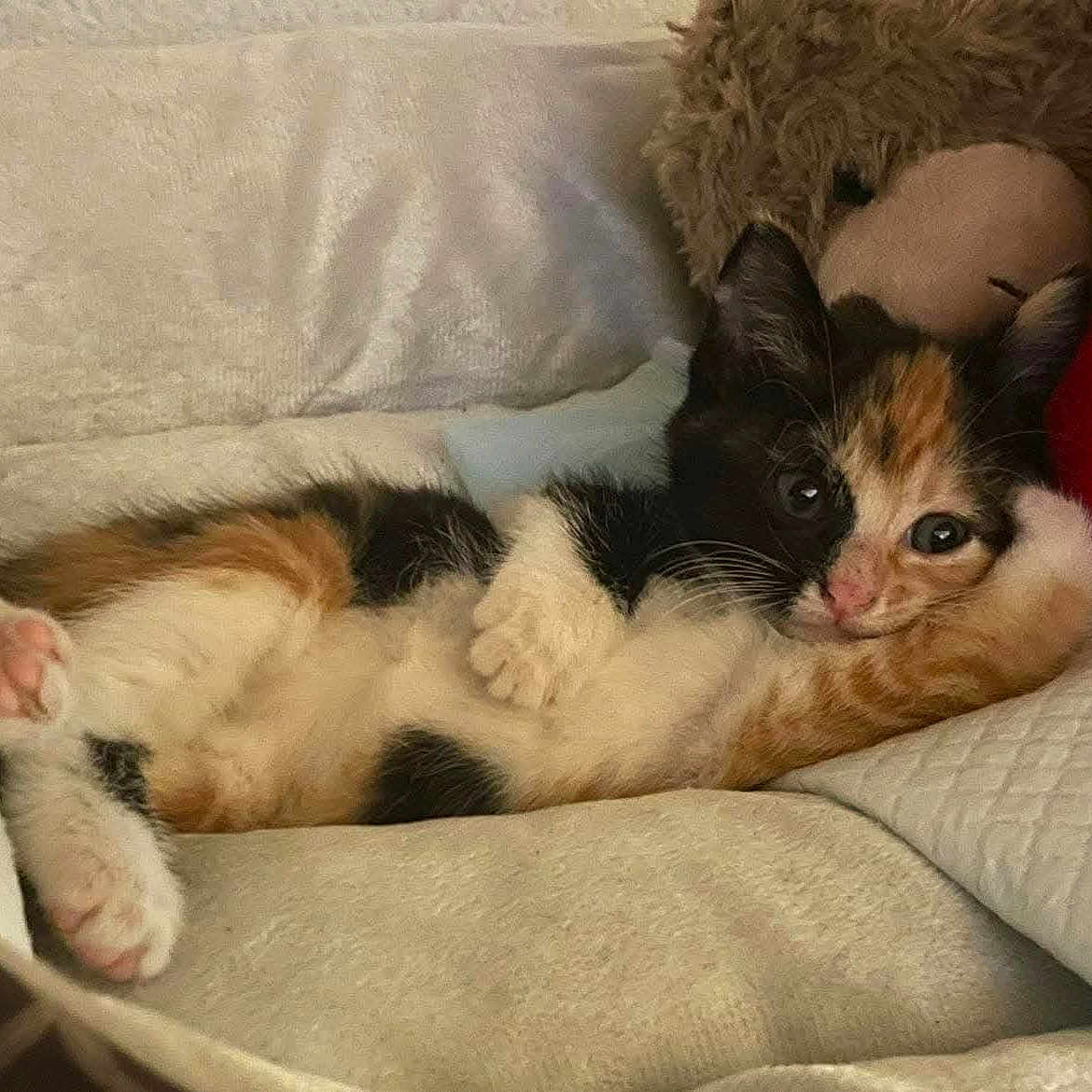 Luci joined the competition — help win amazing prizes! kitten, calico, cat, feline, cute, pet, animal, soft, blanket, couch, teddy_bear, heart_pillow, relaxed, cozy, indoor, fur, small, resting, adorable, sleepy