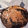 Luci joined the competition — help win amazing prizes! calico_cat, sleeping, curled_up, cat, feline, pet, fur, whiskers, quilted_blanket, indoor, resting, cozy, cute, animal, mammal, close_up, soft_light, domestic_animal, peaceful, nap