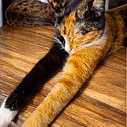 Luci is registered to the contest to win money with this photo: cat, calico, stretching, relaxing, wooden_table, fur, whiskers, sleeping, indoor, pet, animal, closeup, brown, orange, black, white, paw, ears, home, resting