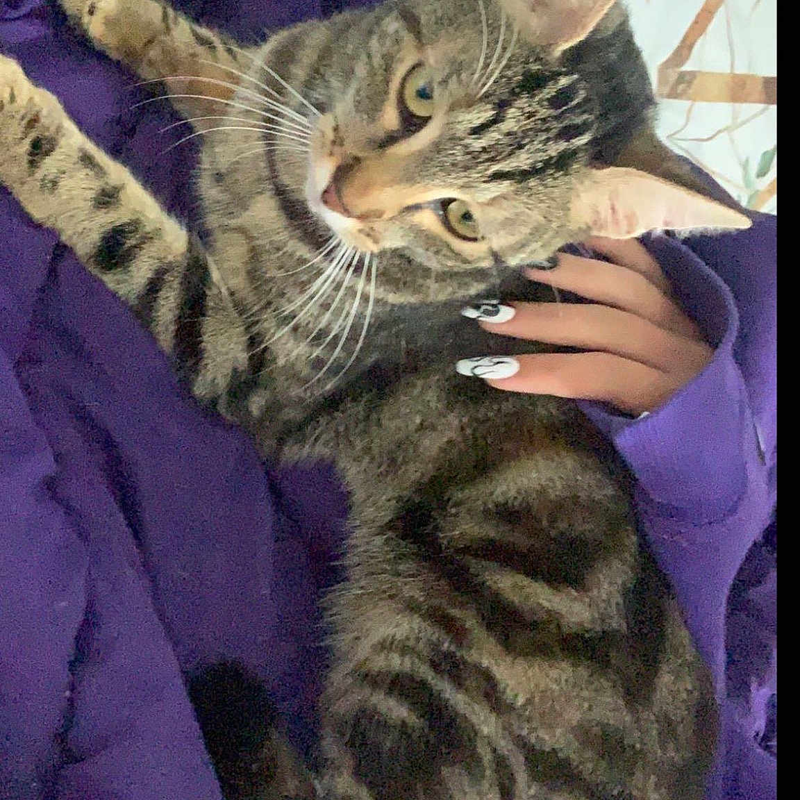 Nala