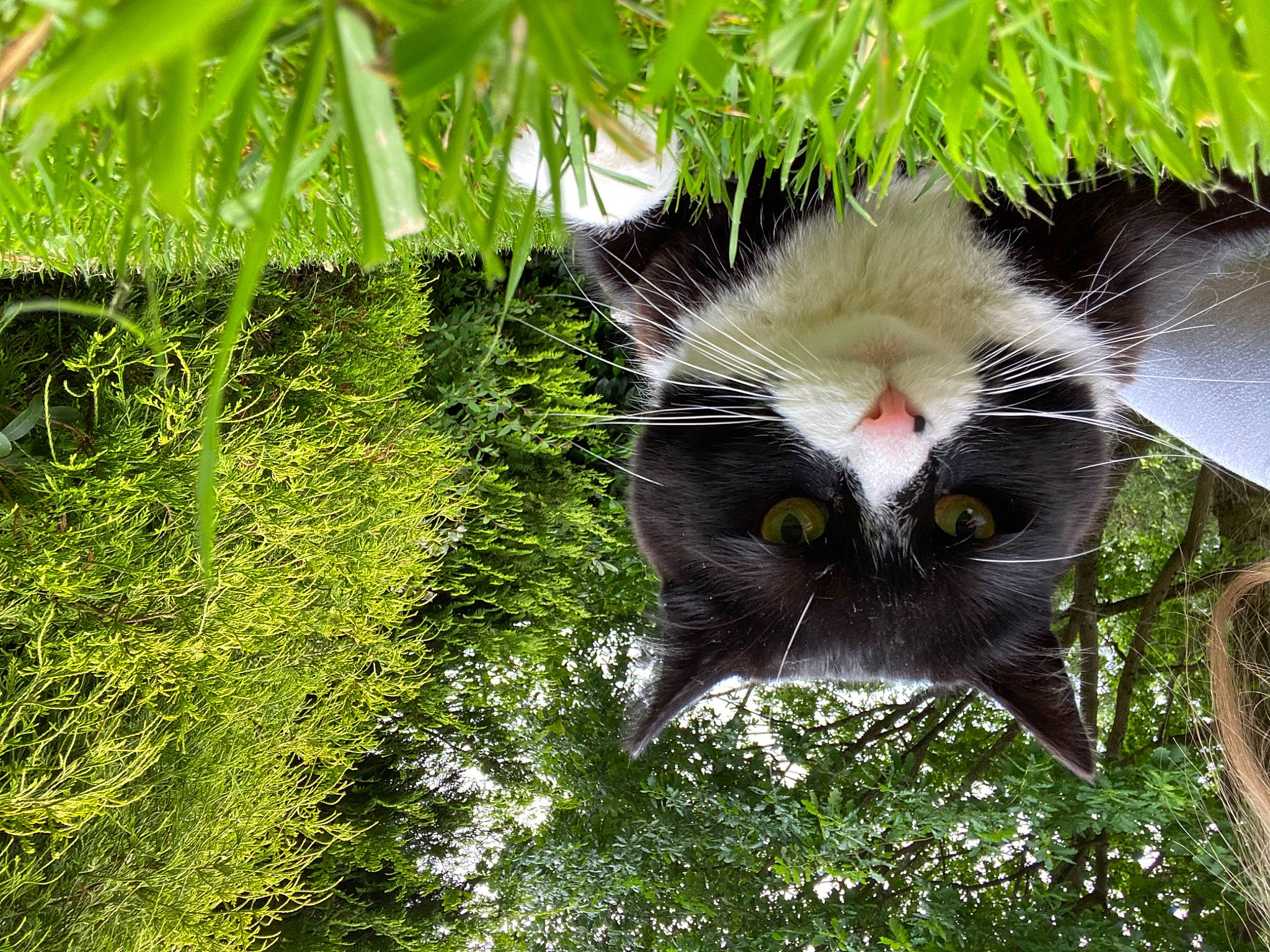 Jasper joined the competition — help win amazing prizes! botany, carnivore, cat, felidae, fur, grass, grass_family, green, herbaceous_plant, leaf, organism, plant, shrub, small_to_medium_sized_cats, snout, tail, tree, vegetation, whiskers