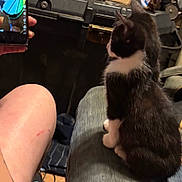 Tender Widdles joined the competition — help win amazing prizes! kitten, cat, black_and_white, sitting, chair, person, phone, hand, knee, indoor, furniture, curious, pet, closeup, domestic, animal, young_cat, fur, looking_away, casual