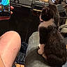 kitten, cat, black_and_white, sitting, chair, person, phone, hand, knee, indoor, furniture, curious, pet, closeup, domestic, animal, young_cat, fur, looking_away, casual
