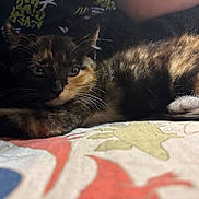 Mufins is registered to the contest to win money with this photo: kitten, cat, tortoiseshell, feline, pet, animal, fur, whiskers, cute, resting, indoors, closeup, bedspread, pattern, colorful, soft_light, curious, young, paw, relaxed