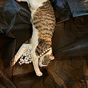 Mystery joined the competition — help win amazing prizes! cat, tabby, pearls, fabric, black_sheer, relaxed, lying_down, white_paws, striped_fur, indoor, playful, decorative, closeup, pet, animal, cozy, soft_lighting, texture, resting, elegant
