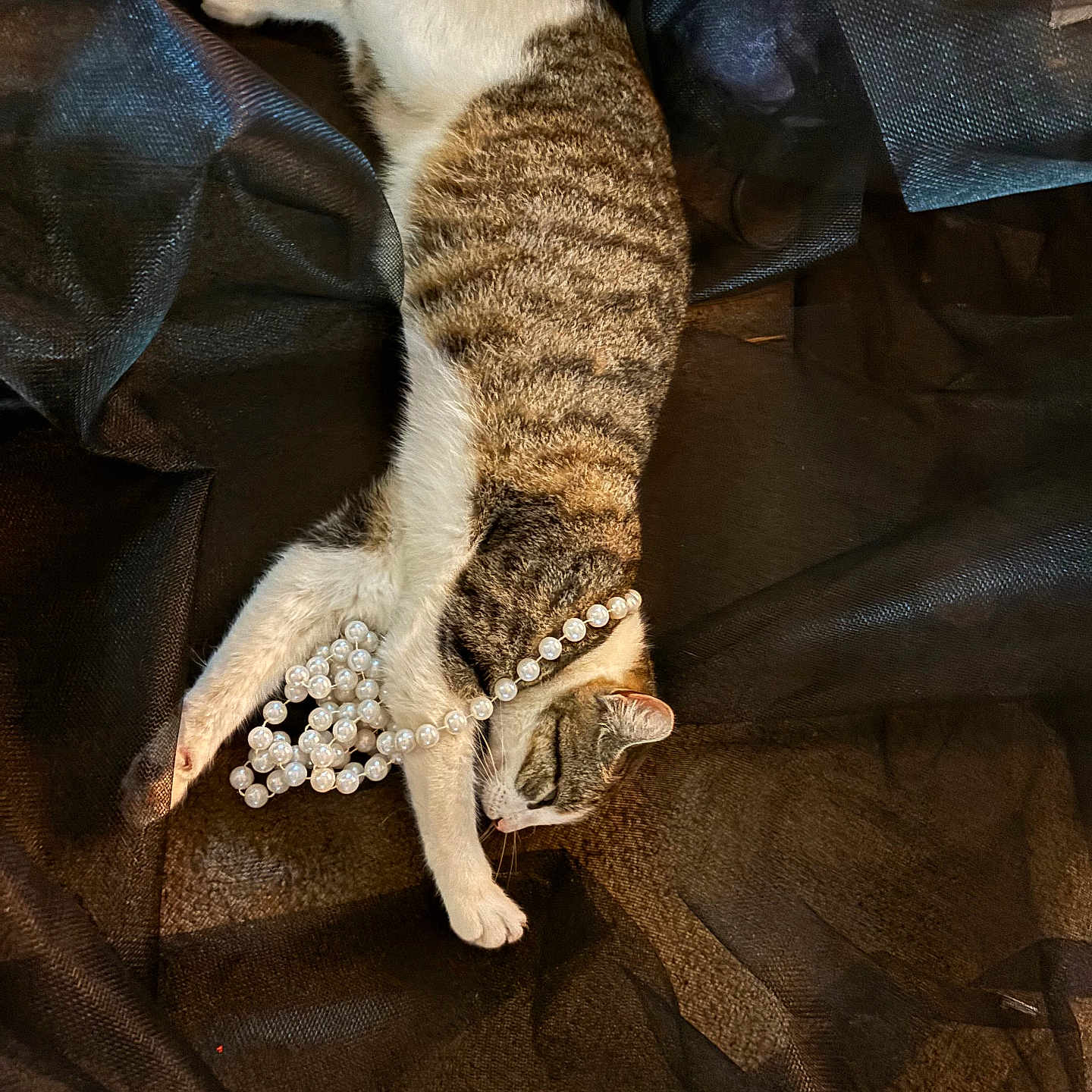 Mystery joined the competition — help win amazing prizes! cat, tabby, pearls, fabric, black_sheer, relaxed, lying_down, white_paws, striped_fur, indoor, playful, decorative, closeup, pet, animal, cozy, soft_lighting, texture, resting, elegant