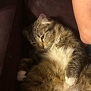 Fluff Ball joined the competition — help win amazing prizes! cat, tabby, fluffy, white_paws, white_chest, couch, indoor, relaxed, sleepy, pet, animal, fur, whiskers, paw, person_arm, closeup, resting, comfort, cozy, domestic