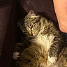 cat, tabby, fluffy, white_paws, white_chest, couch, indoor, relaxed, sleepy, pet, animal, fur, whiskers, paw, person_arm, closeup, resting, comfort, cozy, domestic