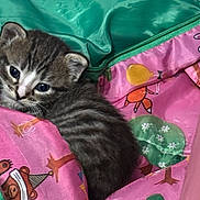 Meowstriss joined the competition — help win amazing prizes! kitten, cat, tabby, animal, pet, cute, closeup, blanket, colorful, fabric, green, pink, striped, fur, small, young, cozy, snuggling, indoors, curious