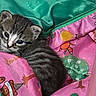 kitten, cat, tabby, animal, pet, cute, closeup, blanket, colorful, fabric, green, pink, striped, fur, small, young, cozy, snuggling, indoors, curious