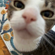 Maddy joined the competition — help win amazing prizes! cat, close_up, blurry, nose, eyes, tabby, indoor, curious, pet, animal, fur, whiskers, floor, rug, pattern, home, domestic, cute, face, portrait