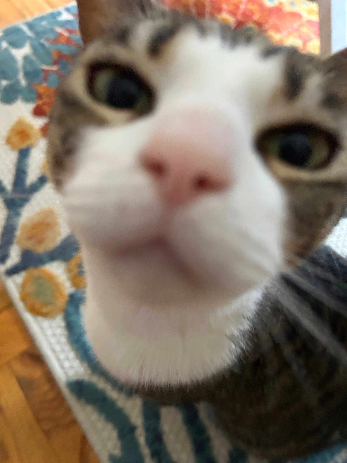 Maddy joined the competition — help win amazing prizes! cat, close_up, blurry, nose, eyes, tabby, indoor, curious, pet, animal, fur, whiskers, floor, rug, pattern, home, domestic, cute, face, portrait