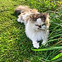 cat, fluffy, grass, greenery, outdoor, pet, animal, nature, feline, fur, relaxed, sunlight, mammal, whiskers, leaf, garden, resting, cute, domestic, eyes