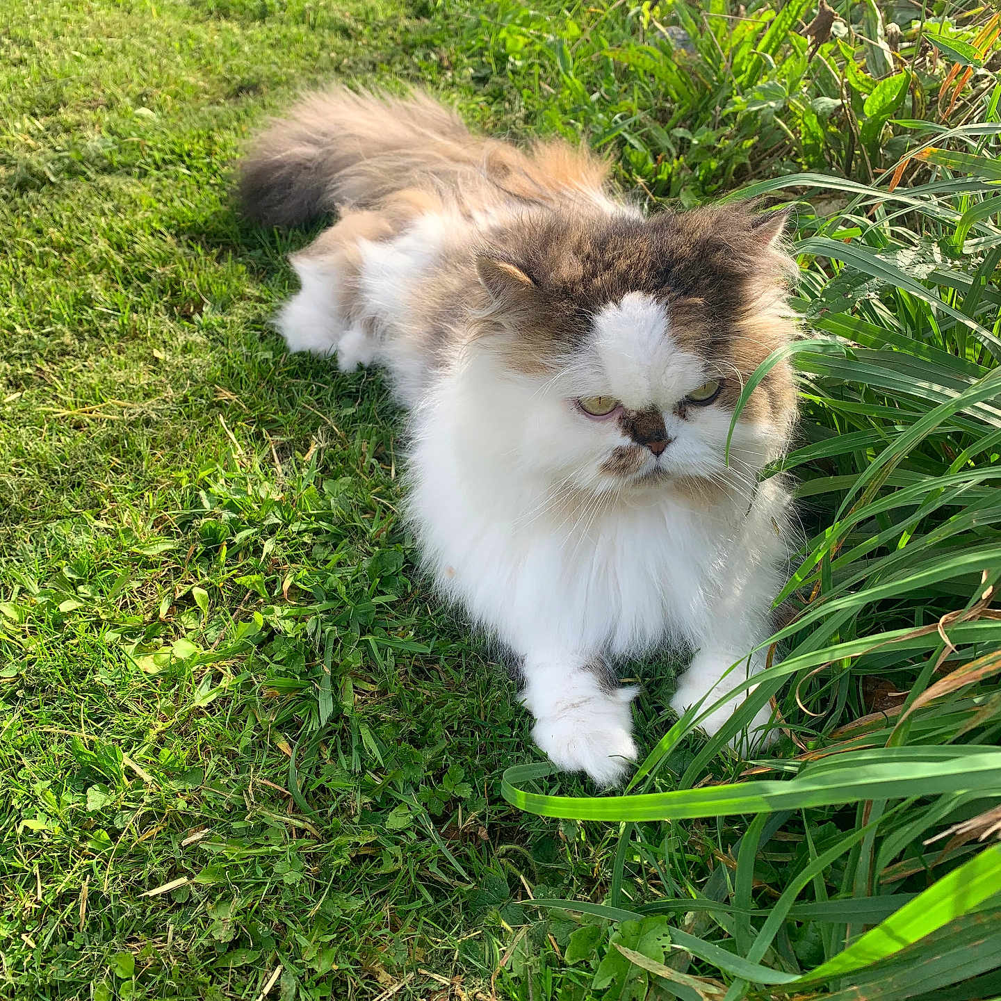 Luiji a rejoint le concours — aidez-le/la à gagner de superbes lots ! animal, cat, cute, domestic, eyes, feline, fluffy, fur, garden, grass, greenery, leaf, mammal, nature, outdoor, pet, relaxed, resting, sunlight, whiskers