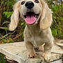 puppy, dog, tongue_out, happy, smile, close_up, portrait, outdoor, nature, flowers, blue_sky, greenery, paws, marble_slab, tree_stump, canine, pet, grass, foliage, playful