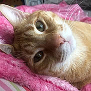 Tiny joined the competition — help win amazing prizes! cat, ginger_cat, close_up, pet, feline, whiskers, pink_blanket, soft_texture, relaxed, lying_down, indoor, cute, animal, sleepy, cozy, domestic_cat, fur, face, nose, ears