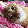 cat, ginger_cat, close_up, pet, feline, whiskers, pink_blanket, soft_texture, relaxed, lying_down, indoor, cute, animal, sleepy, cozy, domestic_cat, fur, face, nose, ears