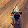 dog, pug, puppy, pet, animal, indoor, wooden_floor, blue_pajamas, cute, small_dog, looking_up, young_dog, domestic_animal, canine, flooring, one_animal, wearing_clothes, mammal, companion_animal, adorable