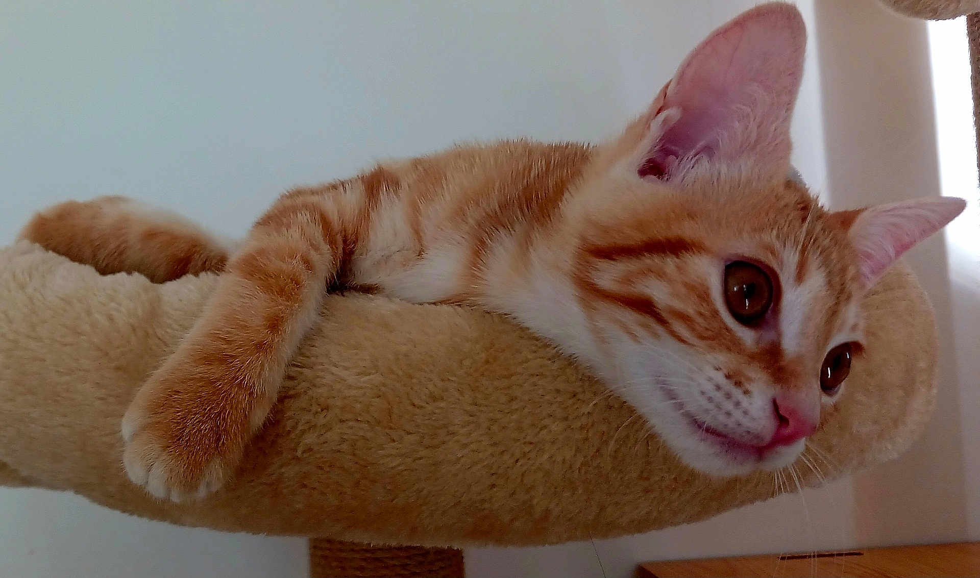 Poopy participe au concours pour gagner de l'argent avec cette photo : cat, orange_tabby, pet, feline, indoor, cat_tree, plush, relaxed, curious, whiskers, ears, fur, closeup, animal, cute, resting, soft, domestic, mammal, perch