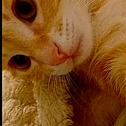 Poopy a rejoint le concours — aidez-le/la à gagner de superbes lots ! cat, ginger_cat, close_up, face, whiskers, nose, fur, eyes, pet, animal, cozy, blanket, texture, cute, indoor, soft, snuggle, relax, rest, warm