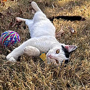 Butterfly joined the competition — help win amazing prizes! cat, white_cat, black_markings, animal, pet, outdoor, grass, dry_grass, ball_of_yarn, playful, sunlight, relaxed, lying_down, nature, backyard, feline, eye_contact, collar, tag, closeup
