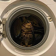 Kiki Minou a rejoint le concours — aidez-le/la à gagner de superbes lots ! cat, tabby_cat, washing_machine, appliance, door, indoor, curious, pet, feline, household, circular, metal, white, domestic_animal, fur, whiskers, eyes, portrait, sitting, closeup