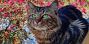 Kiki Minou participe au concours pour gagner de l'argent avec cette photo : cat, tabby, green_eyes, balcony, flowering_bush, pink_flowers, urban, building, car, tree, sunny, outdoor, pet, fur, whiskers, nature, spring, animal, closeup, portrait