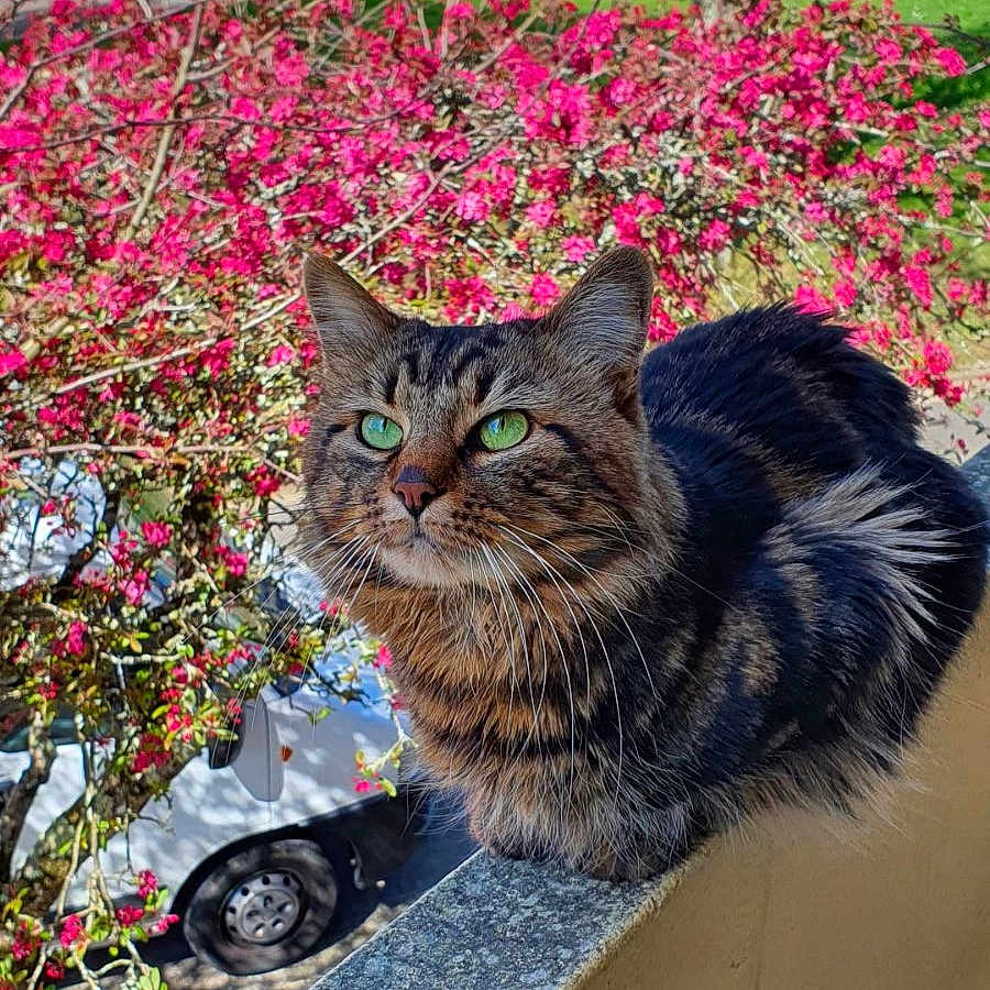 Kiki Minou participe au concours pour gagner de l'argent avec cette photo : animal, balcony, building, car, cat, closeup, flowering_bush, fur, green_eyes, nature, outdoor, pet, pink_flowers, portrait, spring, sunny, tabby, tree, urban, whiskers
