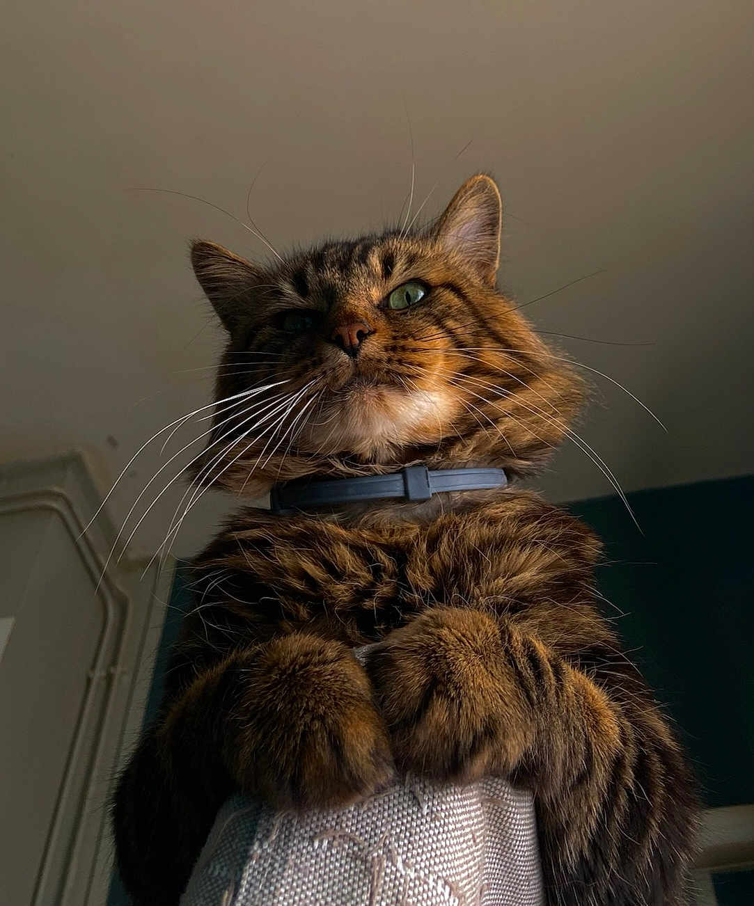 Kiki Minou participe au concours pour gagner de l'argent avec cette photo : animal, cat, close_up, collar, cute, domestic, feline, fluffy, fur, green_eyes, household, indoor, looking_down, majestic, paws, pet, portrait, tabby, texture, whiskers