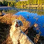 dog, golden_retriever, lake, water, grass, trees, mountains, sky, sunlight, nature, outdoor, animal, canine, autumn, reflection, happy, pet, landscape, wildlife, scenic