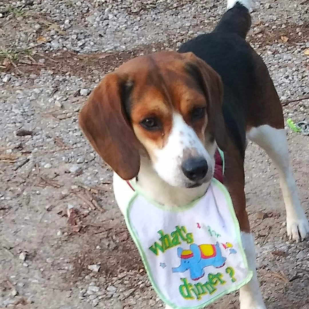 Hambone