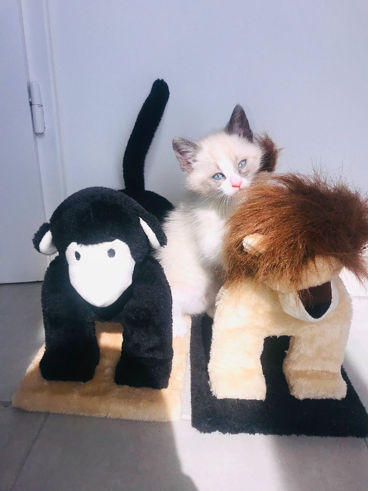 Vagabond participe au concours pour gagner de l'argent avec cette photo : animal_figure, art, canidae, cat, companion_dog, door, fashion_accessory, fawn, felidae, fur, mammal, plush, snout, stuffed_toy, tail, terrestrial_animal, toy, vertebrate, whiskers, wool