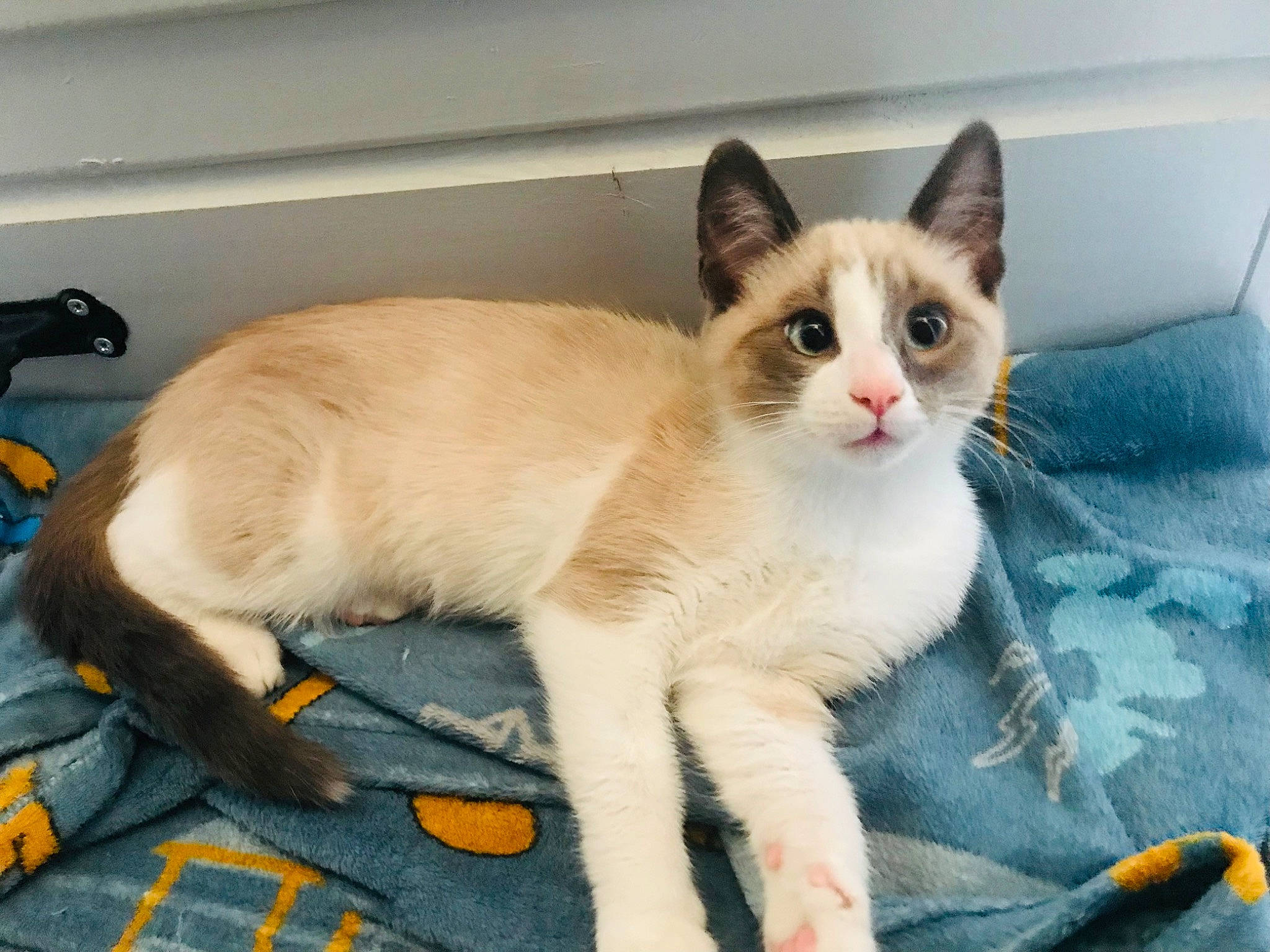 Vagabond a rejoint le concours — aidez-le/la à gagner de superbes lots ! carnivore, cat, cat_furniture, cat_supply, claw, comfort, domestic_short_haired_cat, fawn, felidae, flooring, fur, paw, small_to_medium_sized_cats, snout, tail, thai, whiskers, window