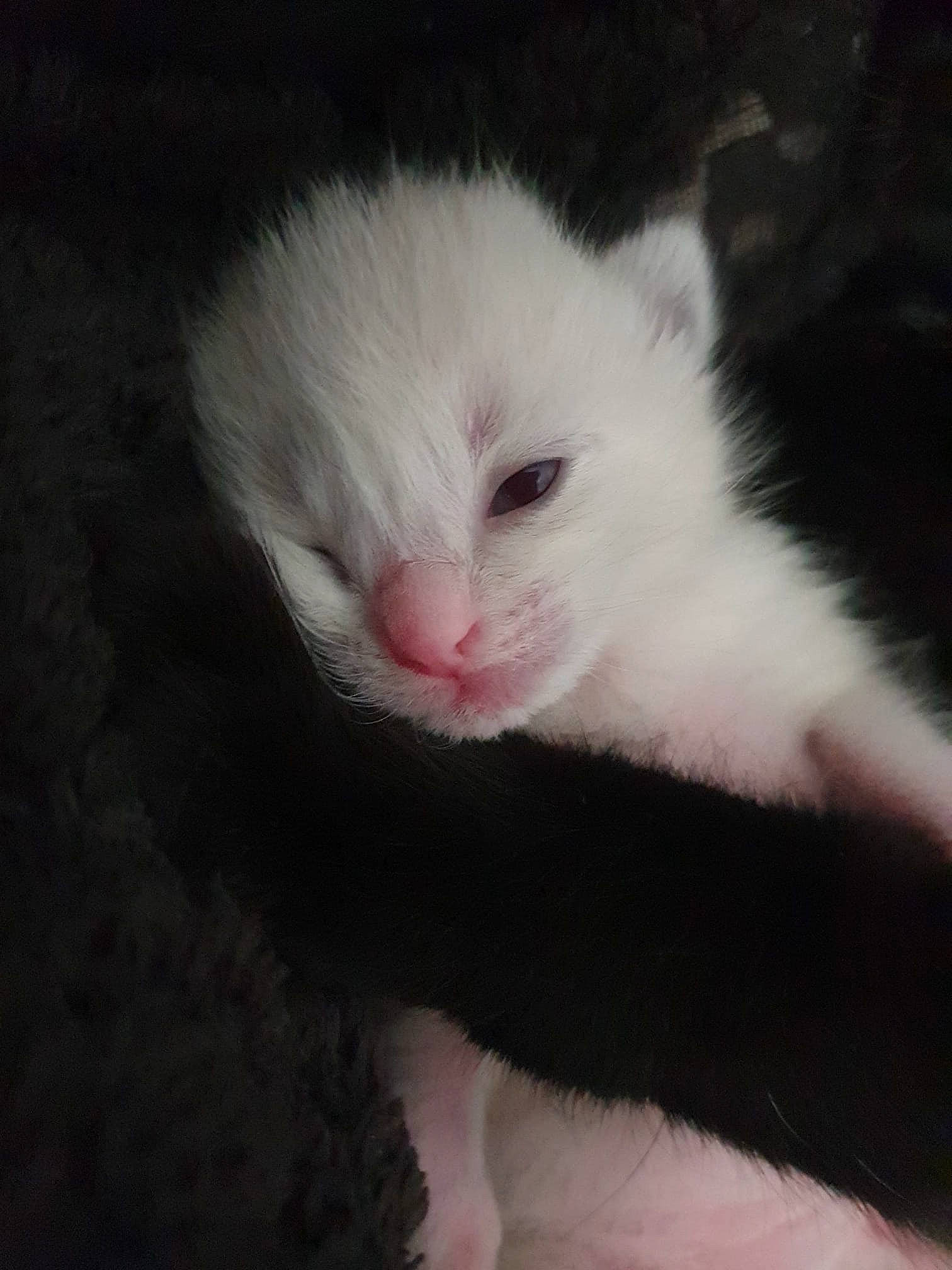 Vagabond participe au concours pour gagner de l'argent avec cette photo : art, carnivore, cat, claw, comfort, domestic_short_haired_cat, eye, fawn, felidae, foot, fur, iris, paw, small_to_medium_sized_cats, snout, tail, whiskers