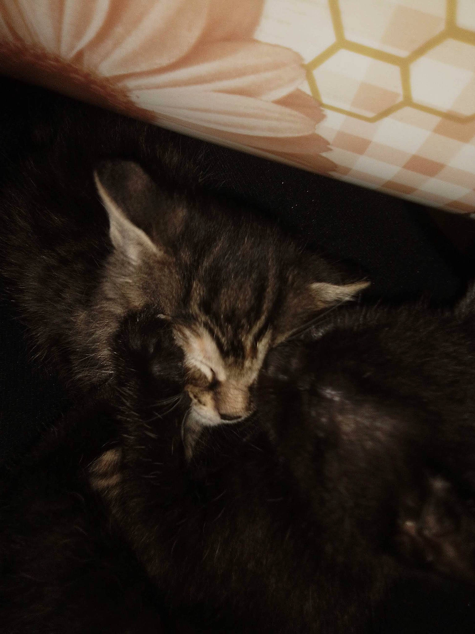 Juliette a rejoint le concours — aidez-le/la à gagner de superbes lots ! carnivore, cat, cloud, comfort, darkness, domestic_short_haired_cat, felidae, fur, sky, small_to_medium_sized_cats, tail, tints_and_shades, whiskers, wood