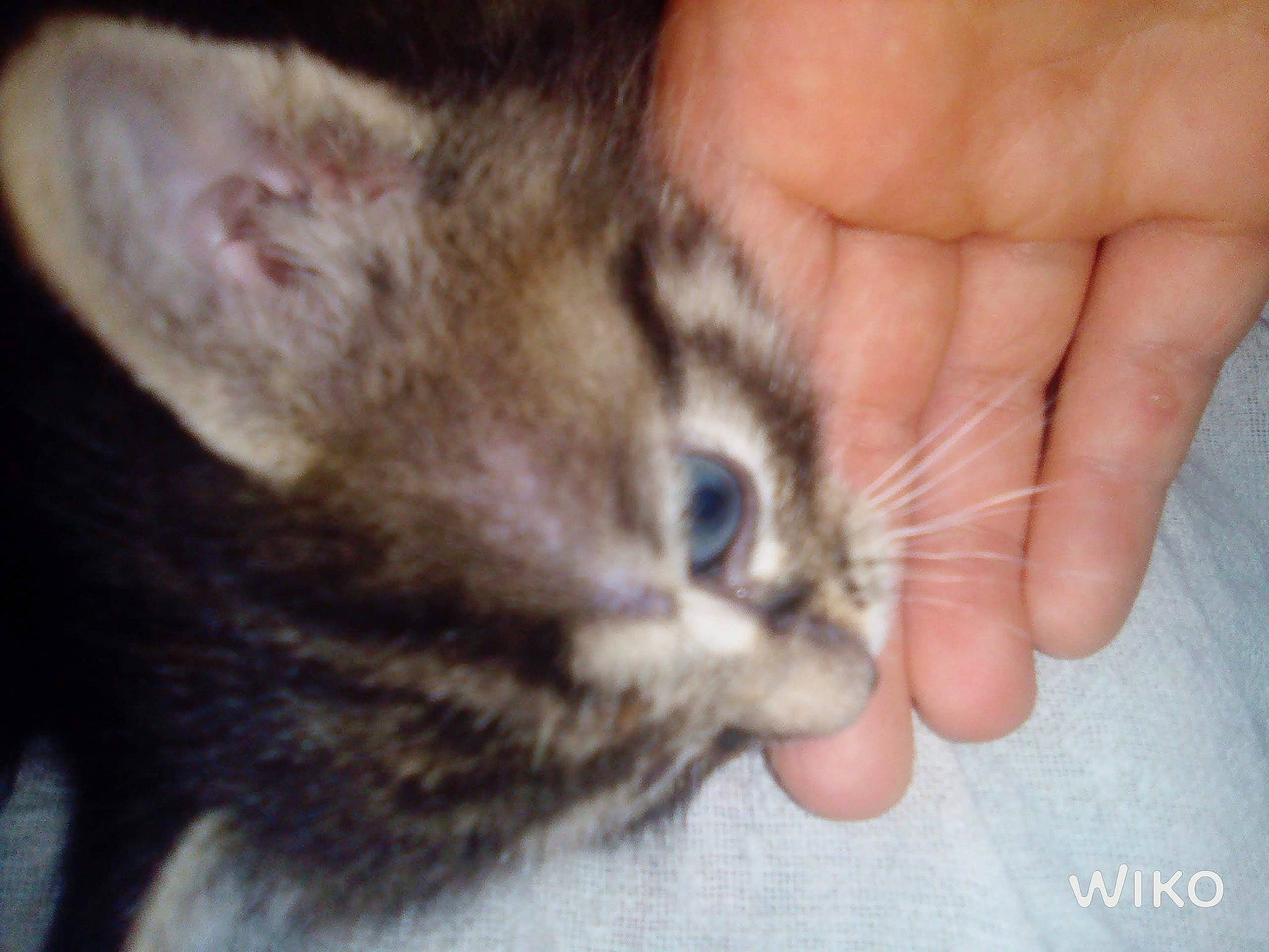 Juliette a rejoint le concours — aidez-le/la à gagner de superbes lots ! carnivore, cat, claw, close_up, comfort, domestic_short_haired_cat, ear, fawn, felidae, fur, gesture, iris, nail, paw, small_to_medium_sized_cats, snout, terrestrial_animal, thumb, whiskers