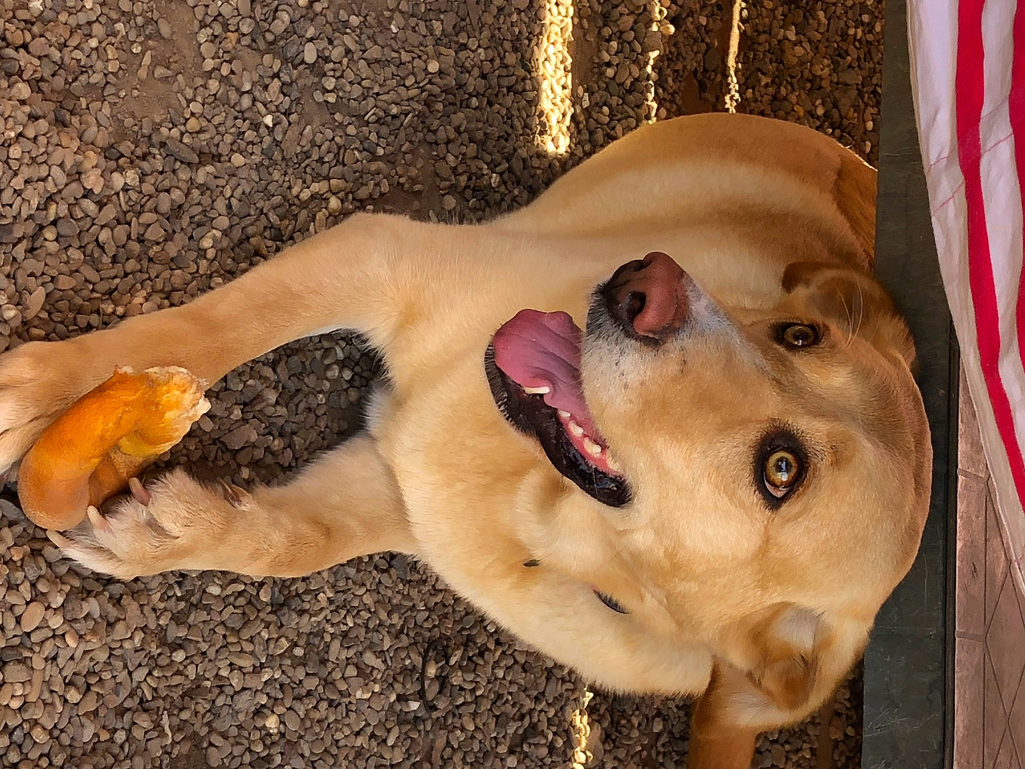 Orson a rejoint le concours — aidez-le/la à gagner de superbes lots ! canidae, carnivore, companion_dog, dog, dog_breed, dog_supply, fawn, flag, flag_of_the_united_states, foot, gesture, happy, head, jaw, paw, snout, sporting_group, vertebrate, whiskers, working_animal