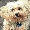 dog, pet, fluffy_fur, cream_fur, small_dog, long_hair, scruffy, portrait, close_up, brown_eyes, black_nose, sitting, collar, tags, indoors, couch, home, cute, animal, companion