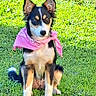 bandana, black_and_tan, brown_eyes, canine, centered, daylight, dog, ears, grass, lawn, outdoor, park, pet, pink, portrait, puppy, sitting, upright, white_chest, white_paws