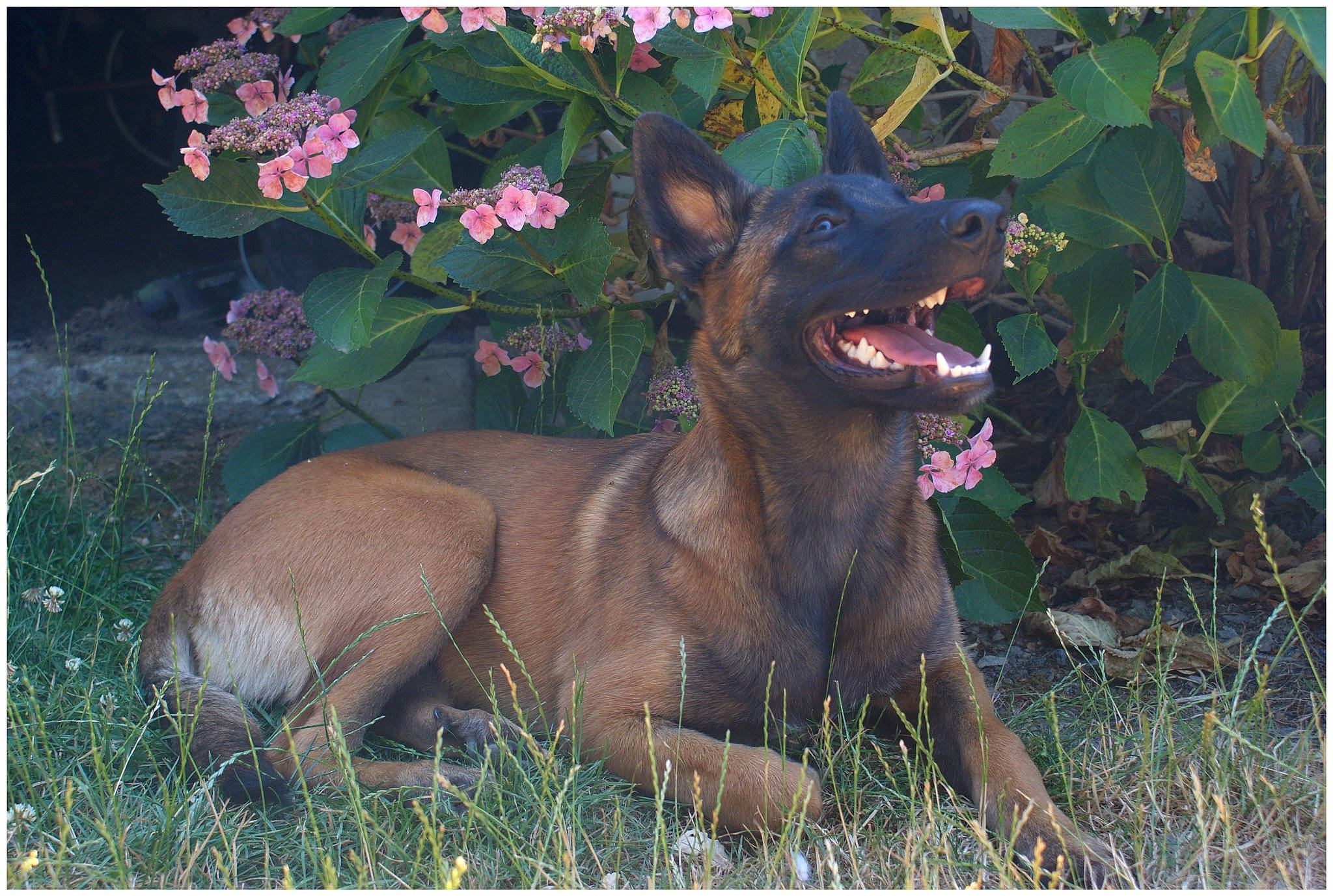 Joy participe au concours pour gagner de l'argent avec cette photo : canidae, carnivore, dog, dog_breed, fawn, guard_dog, liver, mammal, sporting_group, vertebrate