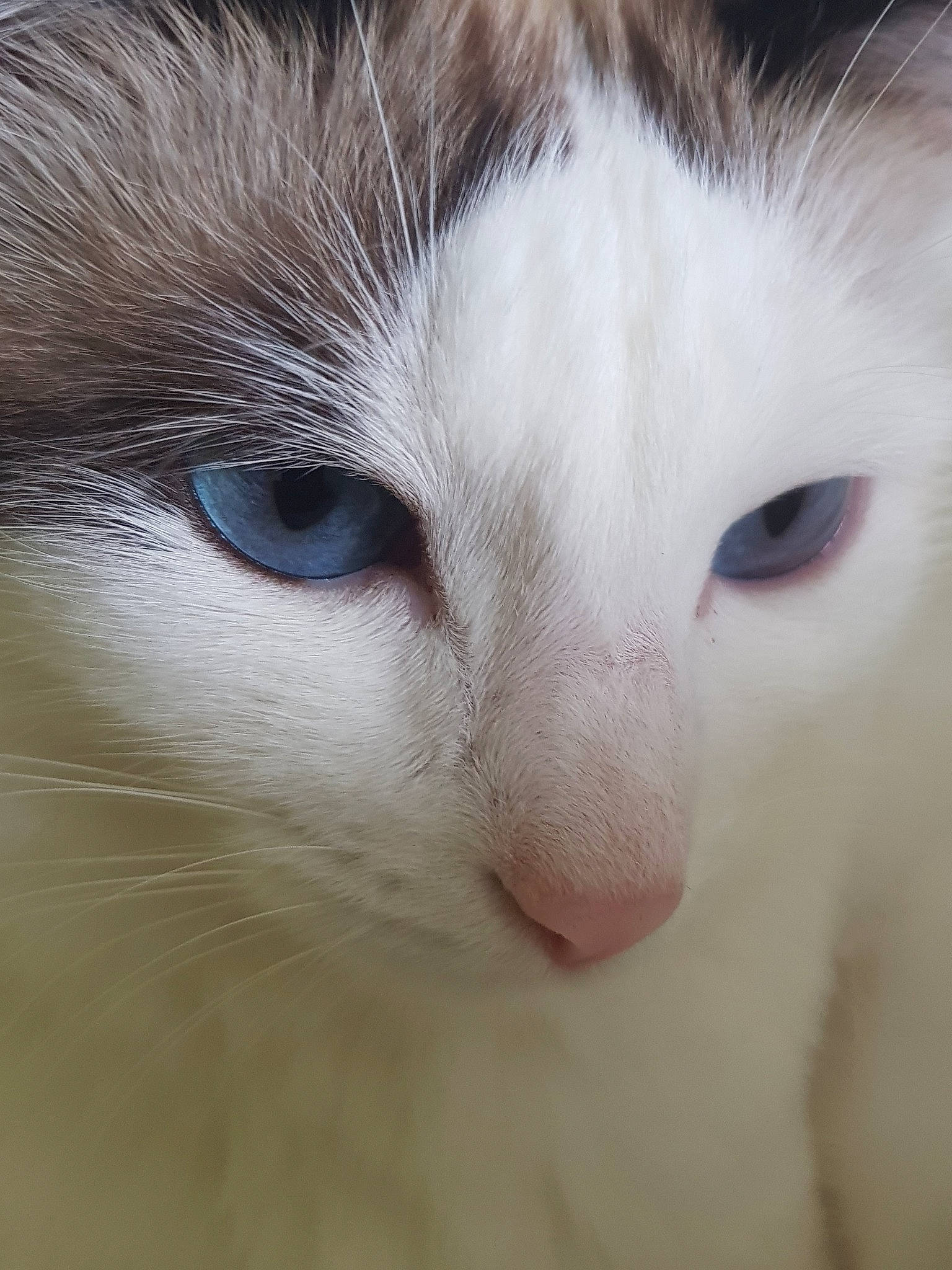 Farine participe au concours pour gagner de l'argent avec cette photo : aegean_cat, carnivore, cat, close_up, eye, face, felidae, fur, head, iris, mammal, nose, organ, ragdoll, skin, small_to_medium_sized_cats, snout, turkish_angora, turkish_van, whiskers