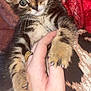 animal, cat, claws, closeup, cozy, cute, domestic, finger, fur, grip, hand, indoor, kitten, patterned_fabric, paw, pet, red_blanket, soft, tabby, young