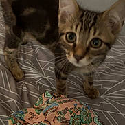Simba participe au concours pour gagner de l'argent avec cette photo : animal, bedspread, cat, closeup, curious, cute, domestic, ears, feline, fur, indoor, kitten, patterned, paws, pet, sleeping_area, tabby, textile, whiskers, young