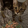 animal, bedspread, cat, closeup, curious, cute, domestic, ears, feline, fur, indoor, kitten, patterned, paws, pet, sleeping_area, tabby, textile, whiskers, young