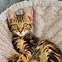 animal, cat, cozy, cute, domestic, ears, feline, fluffy, fur, indoor, kitten, looking, pet_bed, relaxed, sleeping_area, small, stripes, tabby, whiskers, young
