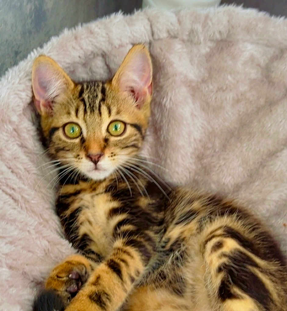 Simba