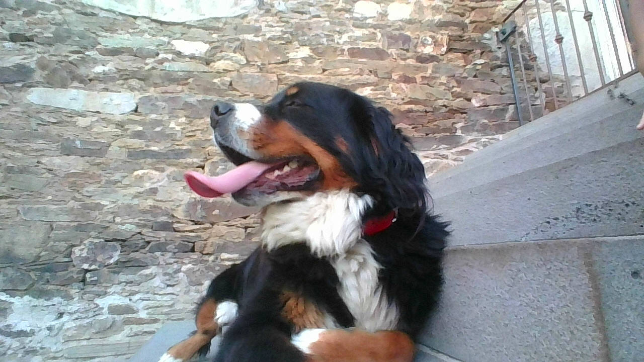 Melba participe au concours pour gagner de l'argent avec cette photo : bernese_mountain_dog, canidae, carnivore, companion_dog, dog, dog_breed, english_shepherd, greater_swiss_mountain_dog, mammal, snout, sporting_group, vertebrate, working_dog